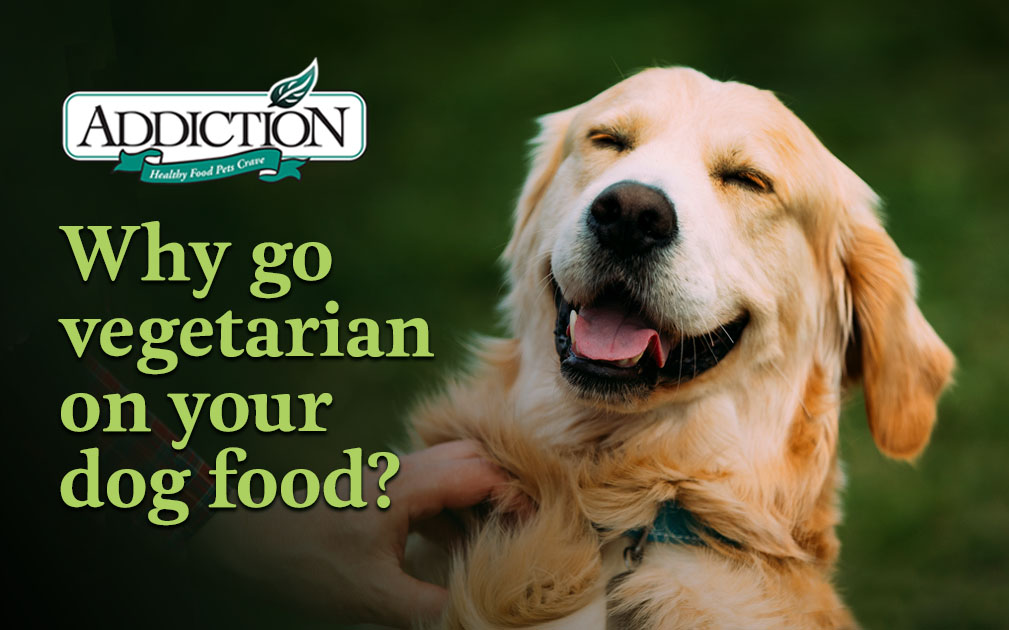 Why Go Vegetarian on Your Dog Food?