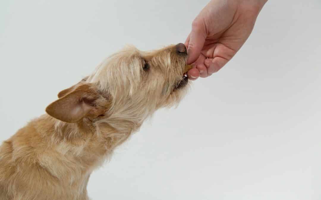 What you need to know about the canine digestive system