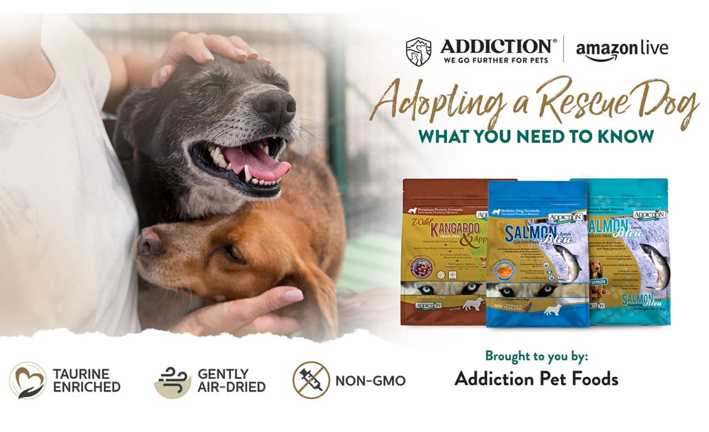 Adopting a rescue dog: what you need to know