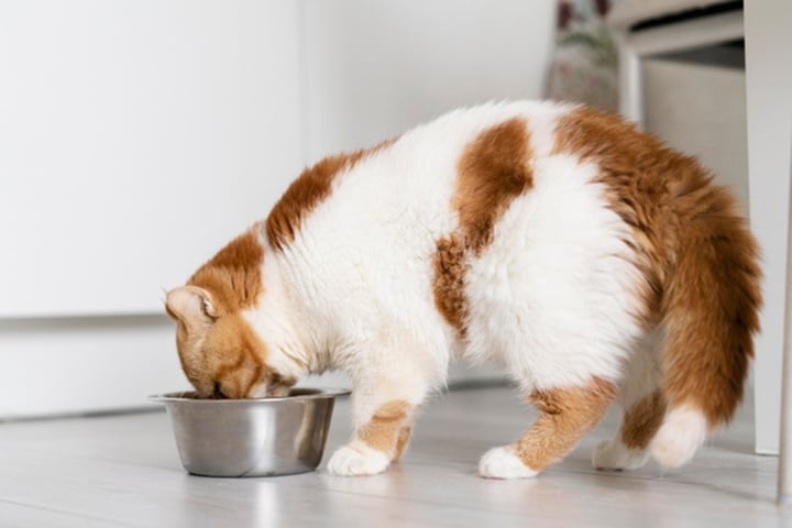 cute cat eating food from bowl 23 2149078313