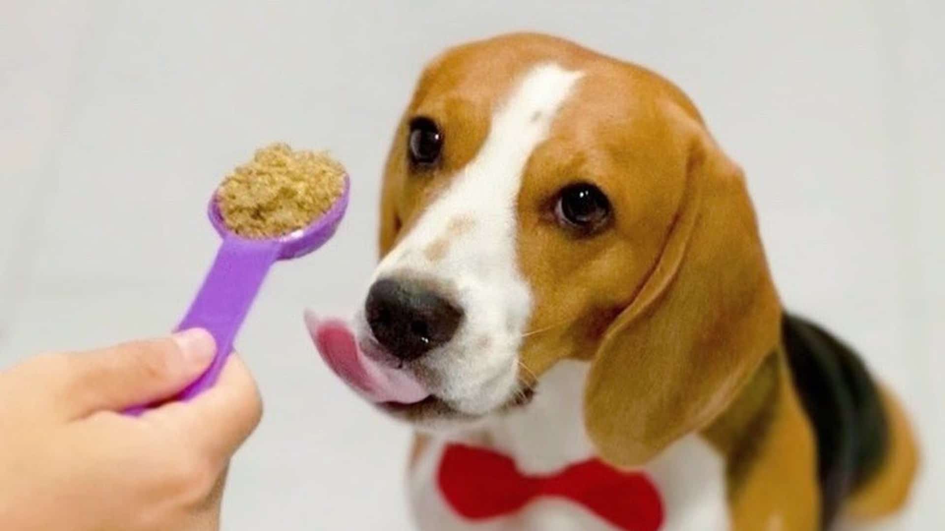 oscar the beloved beagle