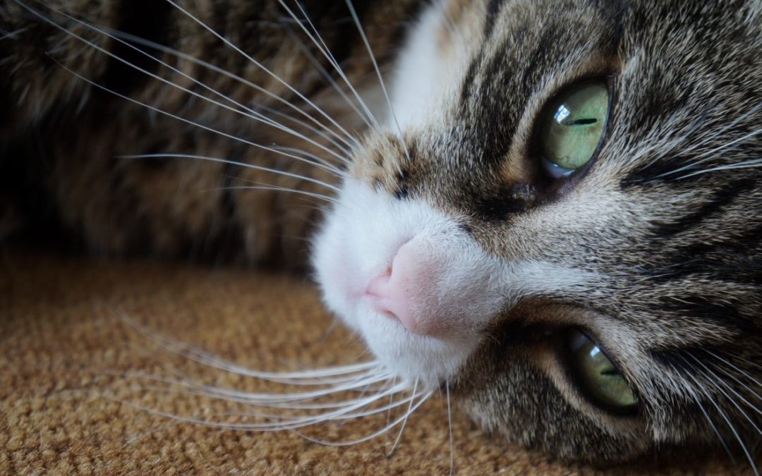 The different types of UTI in cats and its symptoms