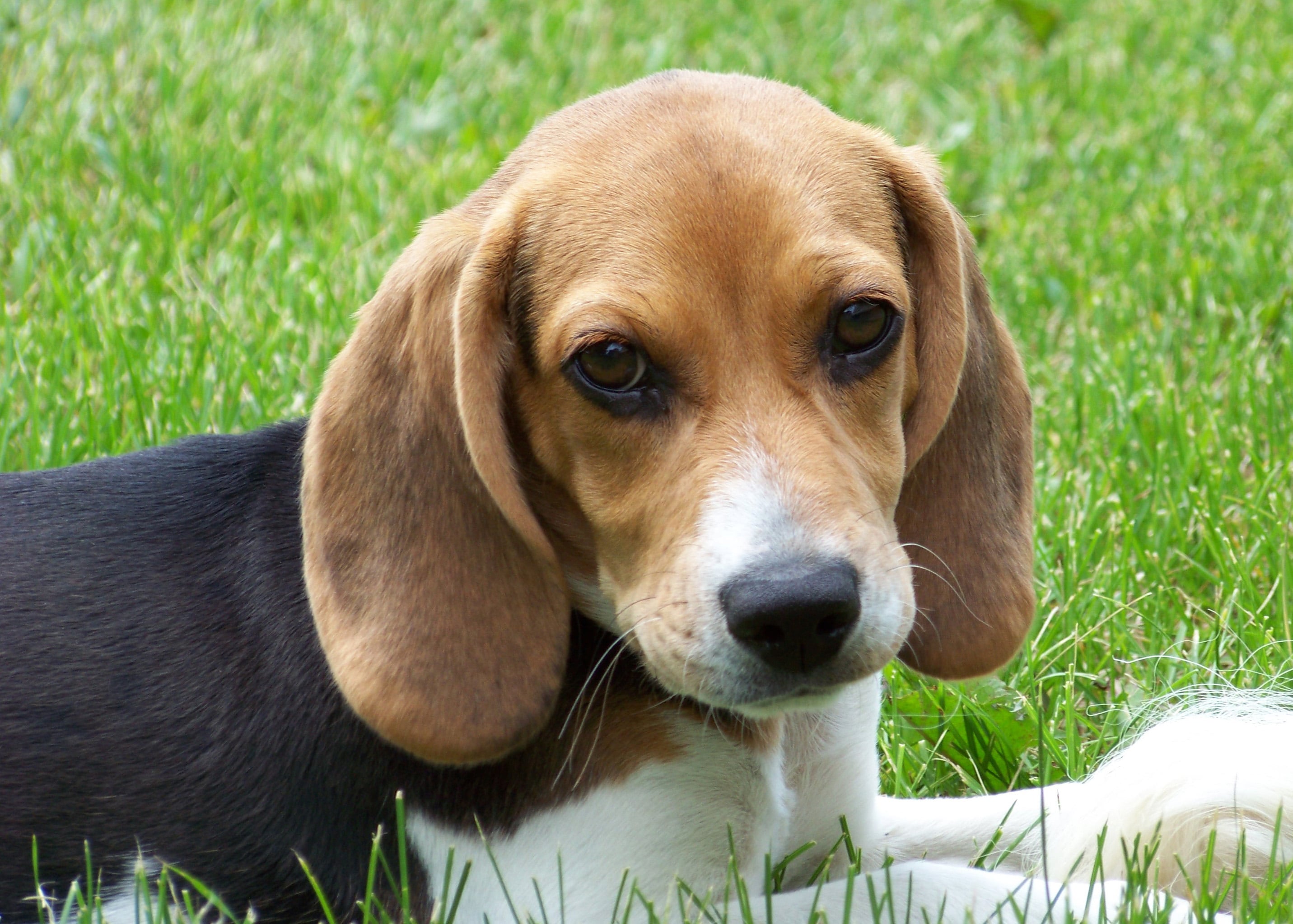 are beagles hypoallergenic dog breeds