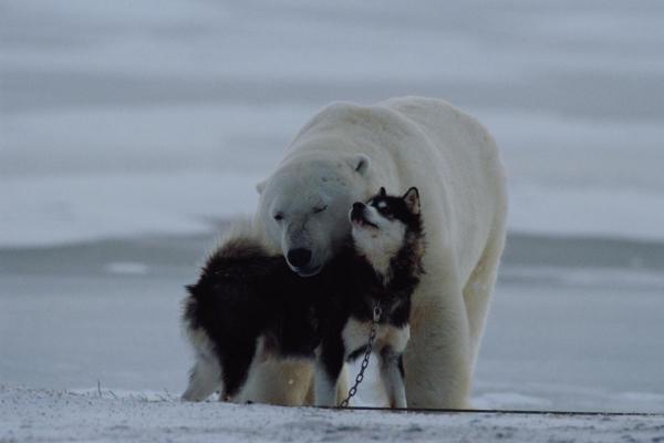 Polar Bears and Sled Dogs