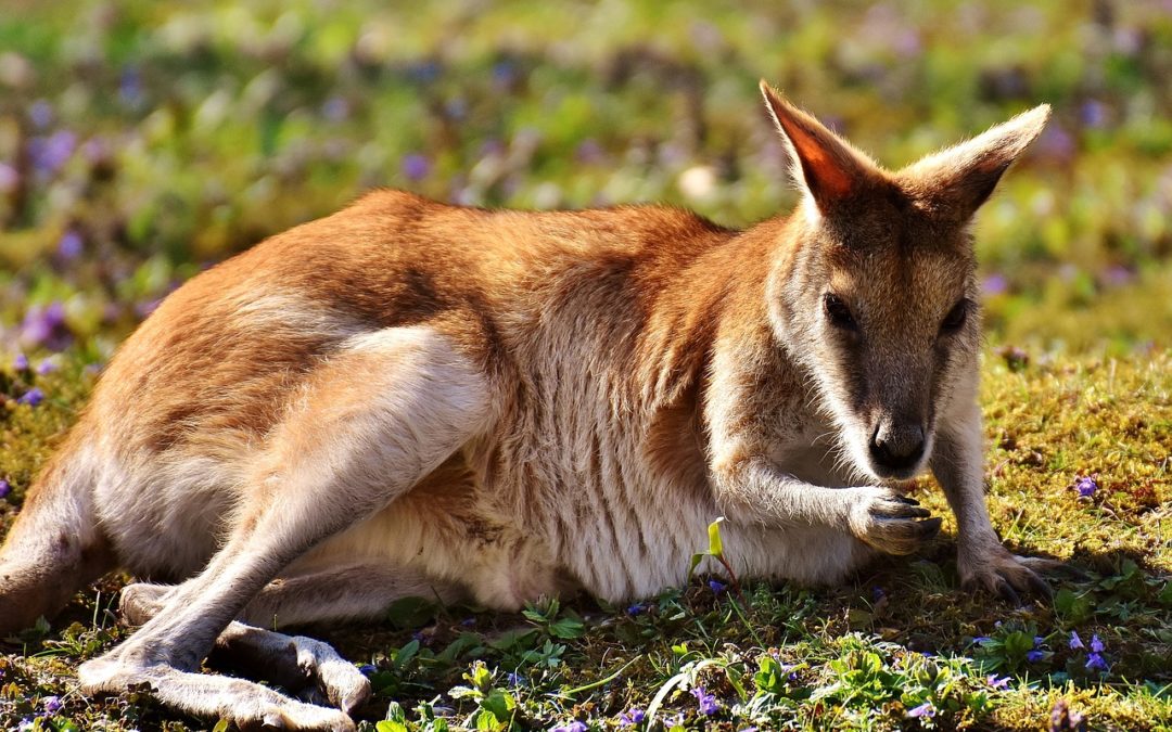 Is Kangaroo Right For Your Dog?