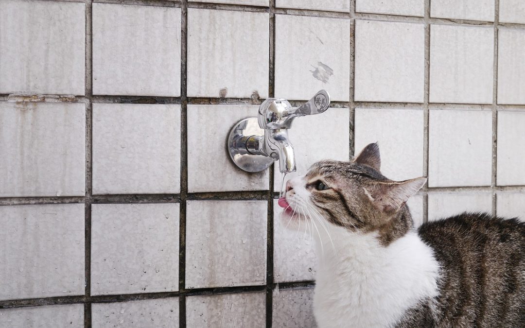 Cats Need Water Through Food!