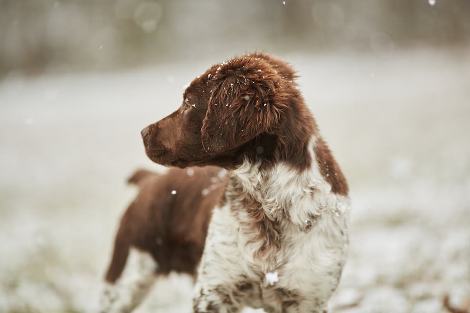 Staying Safe This Winter – Pets and Cold Weather