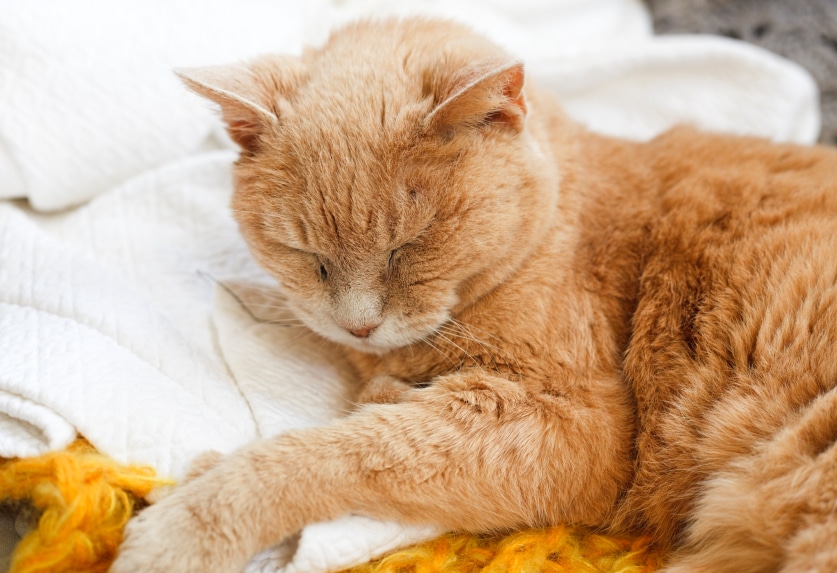 Feline Lower Urinary Tract Diseases