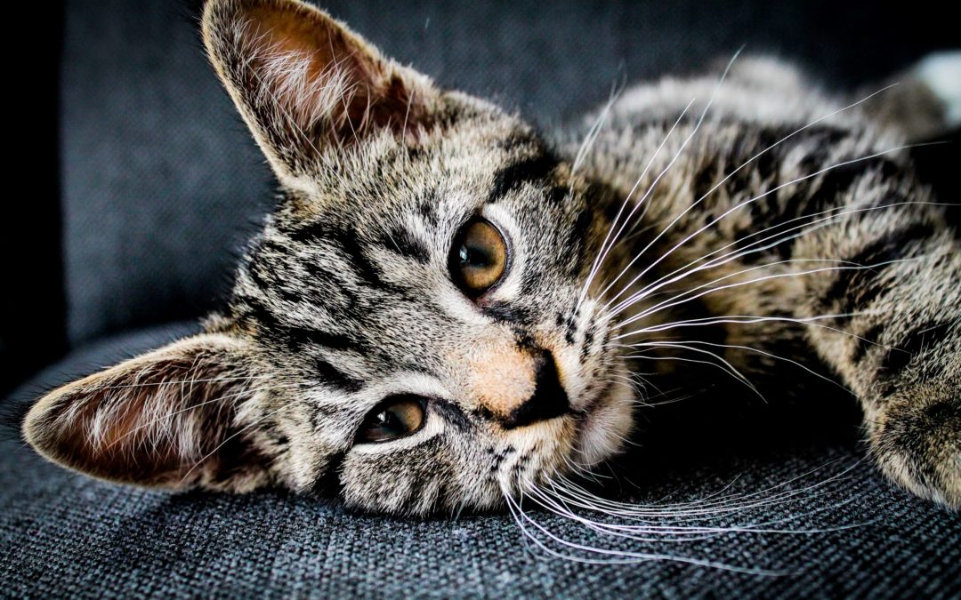 Taurine: The Crucial Amino Acid for Your Cat’s Heart Health