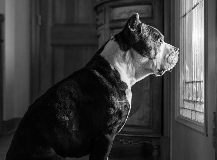 Dealing with Dog Separation Anxiety