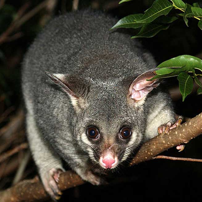 Brushtail Is A Novel Protein