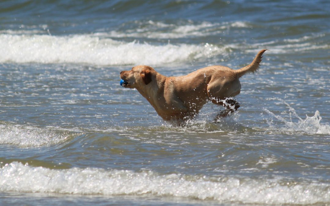 Dog Days of Summer: Fun Activities for You and Fido