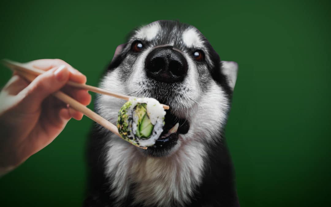 Advantages of a Vegetarian Dog Food Diet