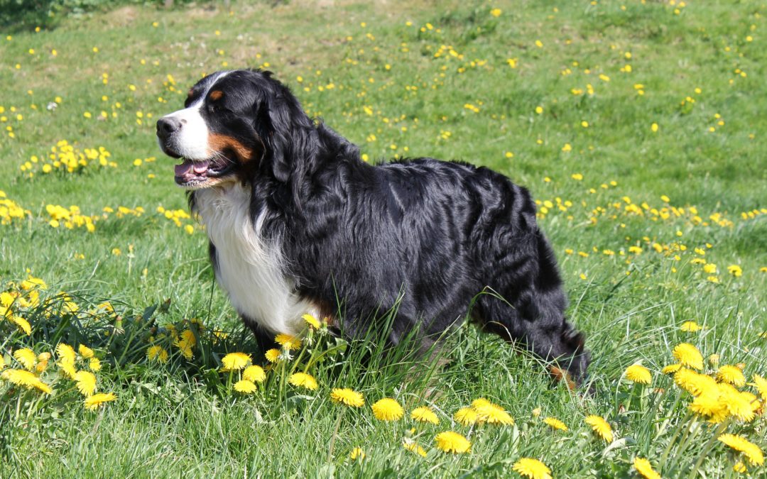 Breed Highlight – Bernese Mountain Dog