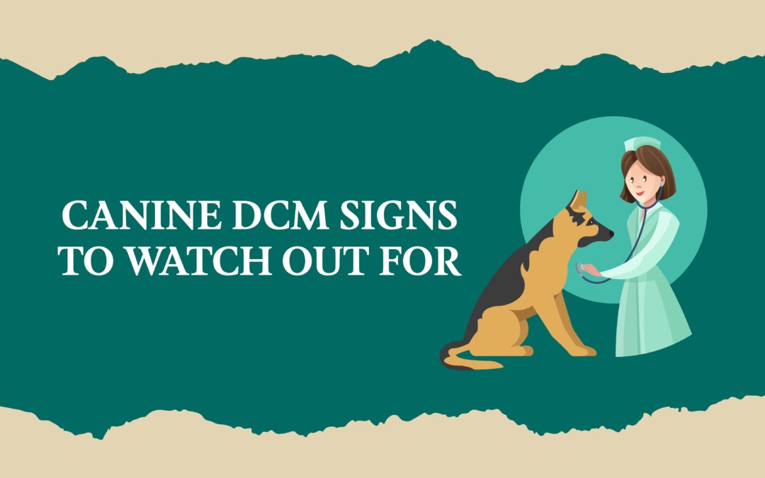 INFOGRAPHIC: Canine DCM signs to watch out for