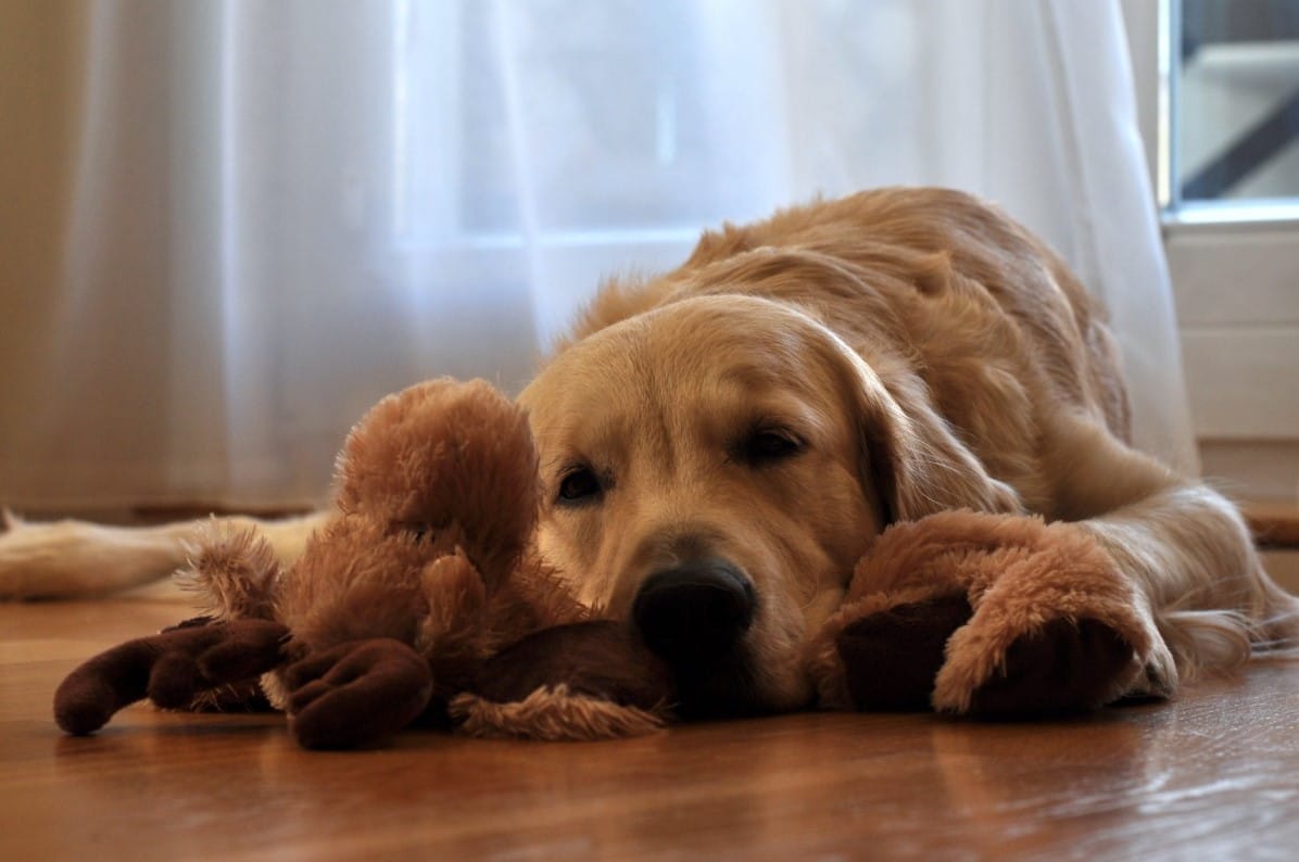 puppy with stuffed toy