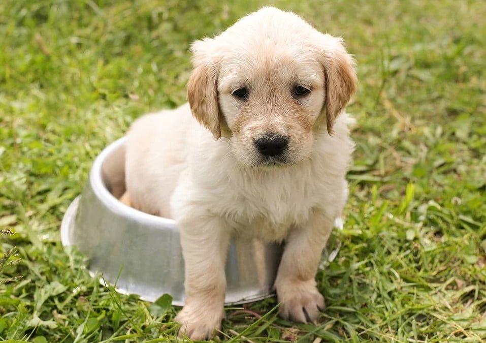 How and when to switch from puppy to adult dog food