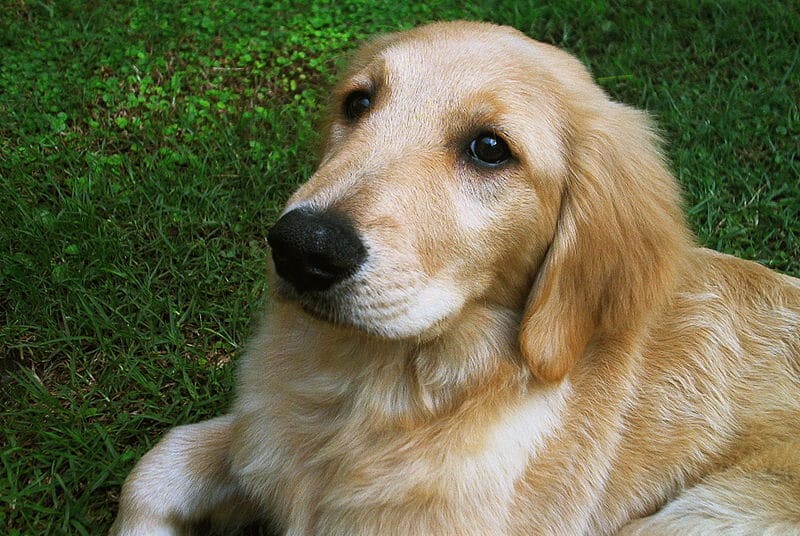 Breed Highlight – Golden Retriever Facts and Things to Know