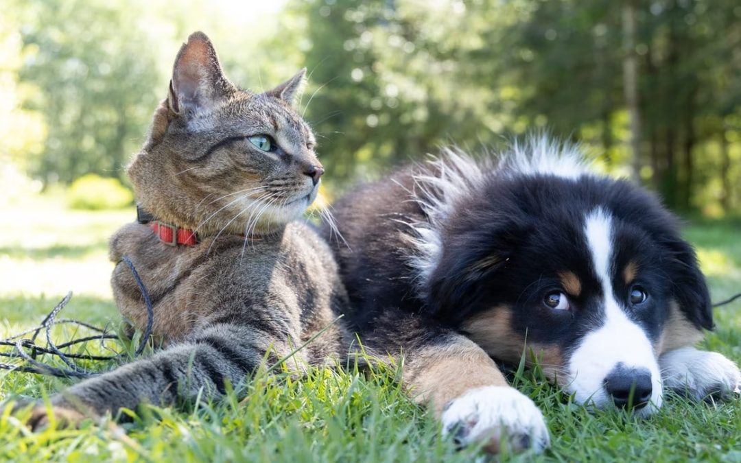 Quiz – Are you a dog person or a cat person?