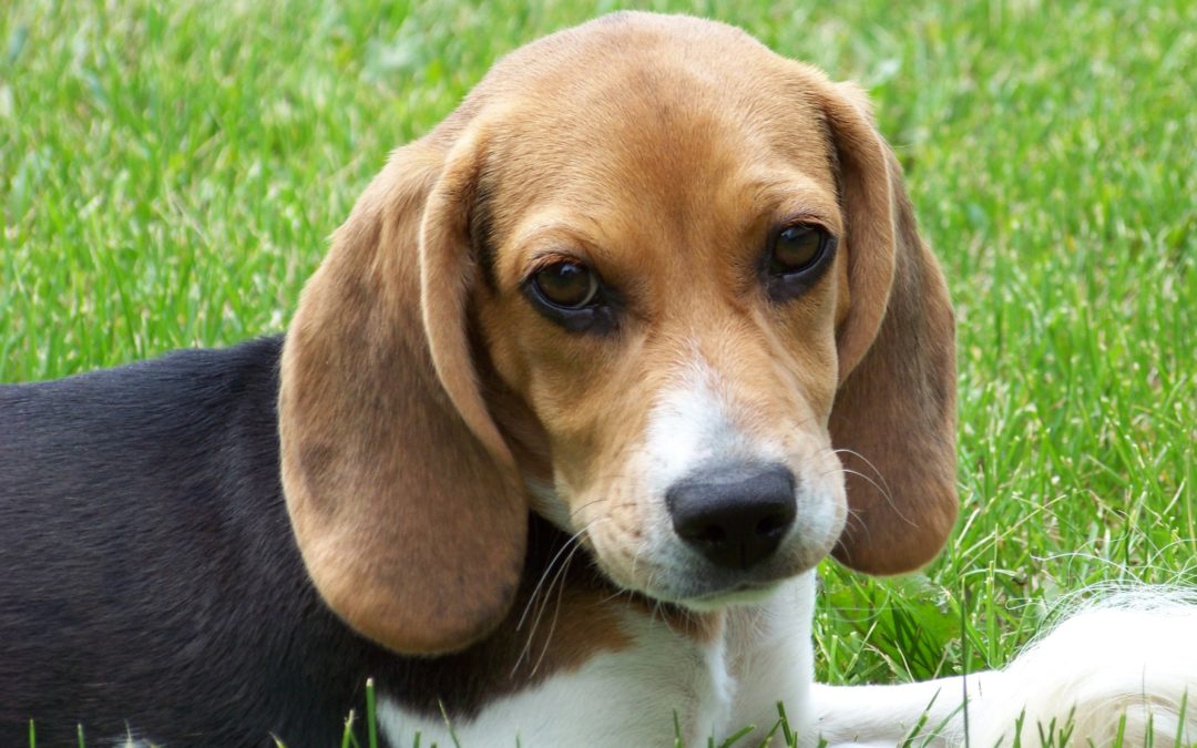 Breed highlight – Beagle facts and things to know