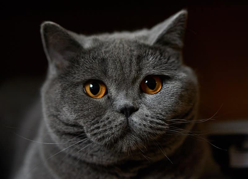 Breed highlight: British Shorthair cat facts